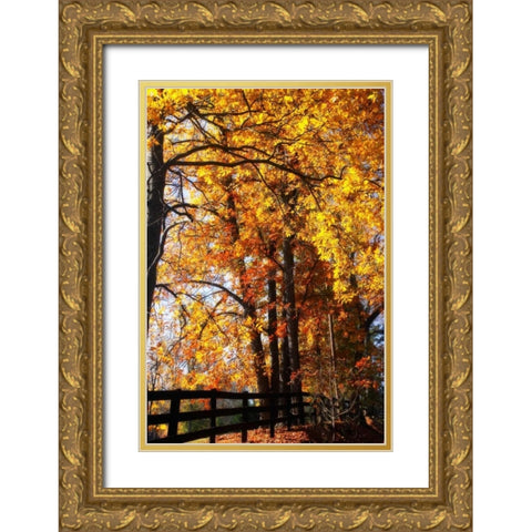 Boughs of Gold I Gold Ornate Wood Framed Art Print with Double Matting by Hausenflock, Alan