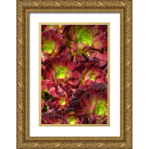 Green in Red Flower Gold Ornate Wood Framed Art Print with Double Matting by Johnson, George