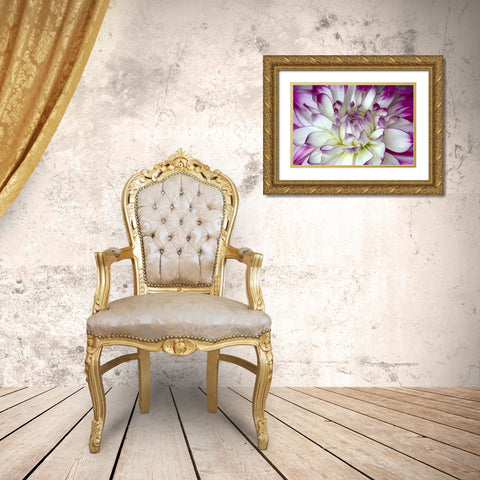 Purple and White Dahlia Gold Ornate Wood Framed Art Print with Double Matting by Johnson, George