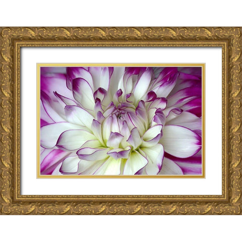 Purple and White Dahlia Gold Ornate Wood Framed Art Print with Double Matting by Johnson, George