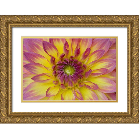 Purple and Yellow Dahlia Gold Ornate Wood Framed Art Print with Double Matting by Johnson, George