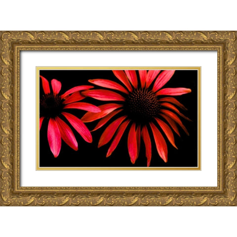 Red Echinacea Gold Ornate Wood Framed Art Print with Double Matting by Leahy, Ike
