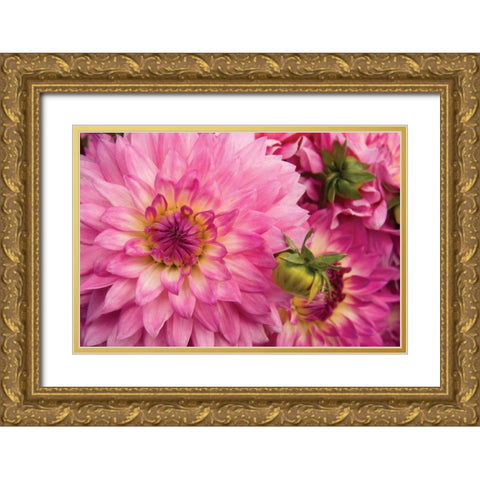 Pink Dalhia II Gold Ornate Wood Framed Art Print with Double Matting by Love, Maureen