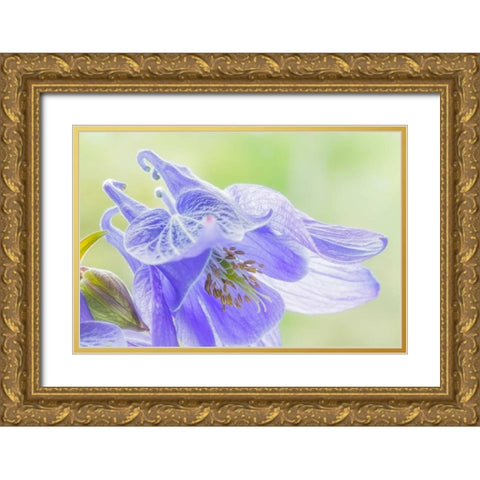Columbine Flowers I Gold Ornate Wood Framed Art Print with Double Matting by Mahan, Kathy
