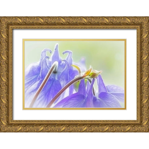 Columbine Flowers II Gold Ornate Wood Framed Art Print with Double Matting by Mahan, Kathy