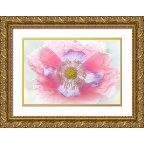 Poppy Hih Key II Gold Ornate Wood Framed Art Print with Double Matting by Mahan, Kathy