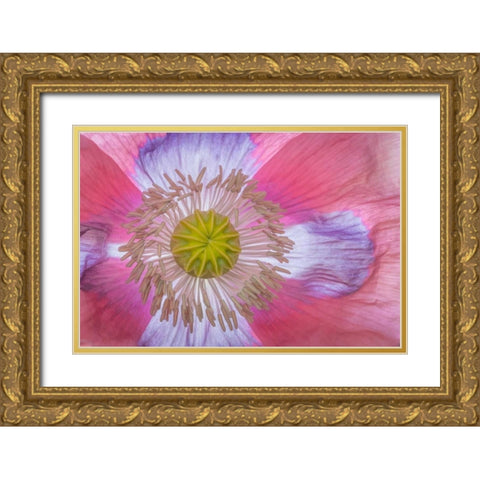 Pink Poppy II Gold Ornate Wood Framed Art Print with Double Matting by Mahan, Kathy