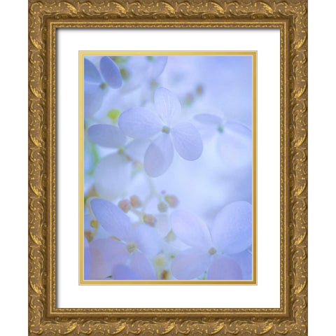 Hydrangea Paniculata II Gold Ornate Wood Framed Art Print with Double Matting by Mahan, Kathy