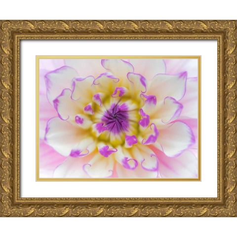 Dahlia Close Up III Gold Ornate Wood Framed Art Print with Double Matting by Mahan, Kathy