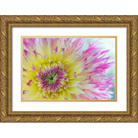 Dahlia Close Up IV Gold Ornate Wood Framed Art Print with Double Matting by Mahan, Kathy