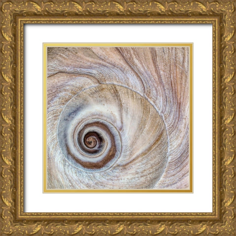 Moon Snail Shell Gold Ornate Wood Framed Art Print with Double Matting by Mahan, Kathy