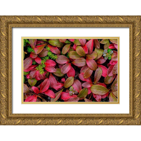 Alpine Bearberry II Gold Ornate Wood Framed Art Print with Double Matting by Mahan, Kathy