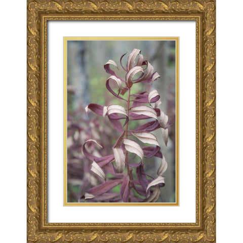 Fireweed in Fall I Gold Ornate Wood Framed Art Print with Double Matting by Mahan, Kathy