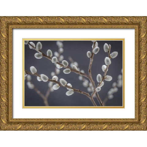 Pussy Willows I Gold Ornate Wood Framed Art Print with Double Matting by Mahan, Kathy