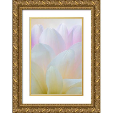 Dahlia Blossom I Gold Ornate Wood Framed Art Print with Double Matting by Mahan, Kathy