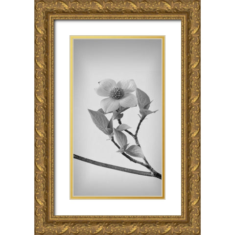 Pacific Dogwood Blossoms II Gold Ornate Wood Framed Art Print with Double Matting by Mahan, Kathy