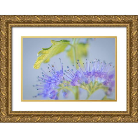 Caryopteris IV Gold Ornate Wood Framed Art Print with Double Matting by Mahan, Kathy