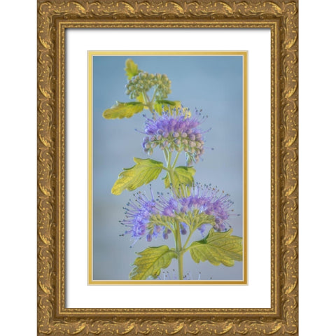 Caryopteris VI Gold Ornate Wood Framed Art Print with Double Matting by Mahan, Kathy
