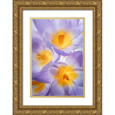 Crocus Blooms II Gold Ornate Wood Framed Art Print with Double Matting by Mahan, Kathy