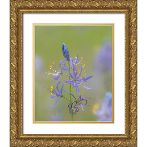 Camas Blossoms Gold Ornate Wood Framed Art Print with Double Matting by Mahan, Kathy