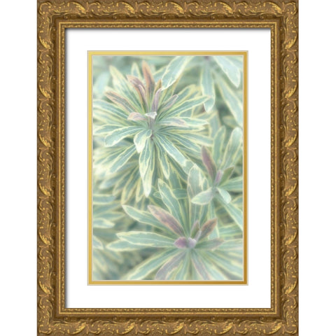 Euphorbia II Gold Ornate Wood Framed Art Print with Double Matting by Mahan, Kathy