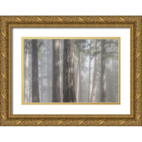 Fog in the Forest I Gold Ornate Wood Framed Art Print with Double Matting by Mahan, Kathy