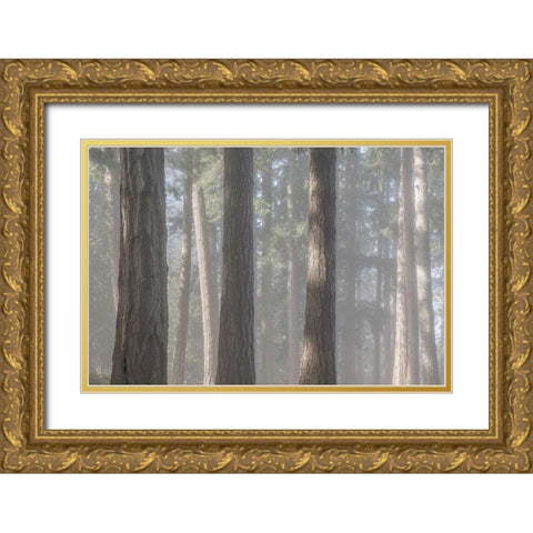 Fog in the Forest II Gold Ornate Wood Framed Art Print with Double Matting by Mahan, Kathy