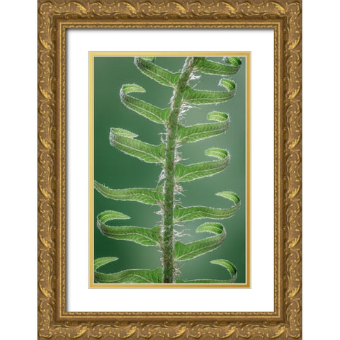 Sword Fern in Spring II Gold Ornate Wood Framed Art Print with Double Matting by Mahan, Kathy