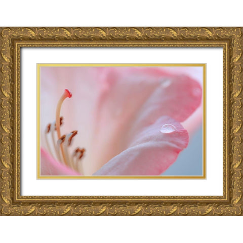 Rhododendron Blossom III Gold Ornate Wood Framed Art Print with Double Matting by Mahan, Kathy