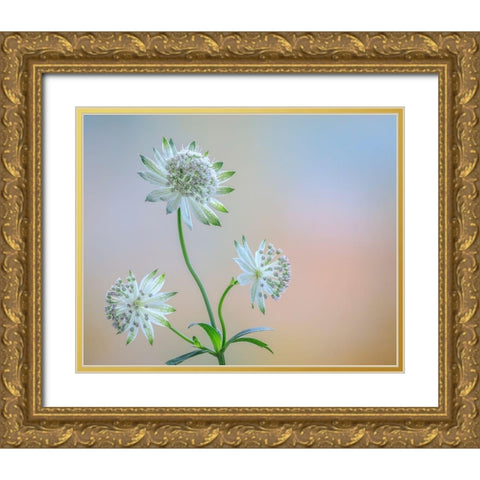 Astrantia Blossoms I Gold Ornate Wood Framed Art Print with Double Matting by Mahan, Kathy