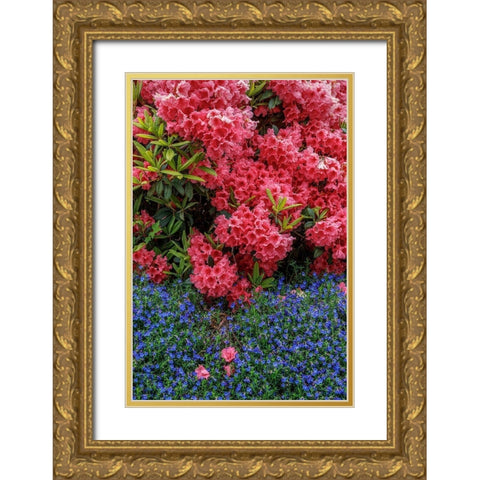 Lithodora and Rhododendron Gold Ornate Wood Framed Art Print with Double Matting by Mahan, Kathy