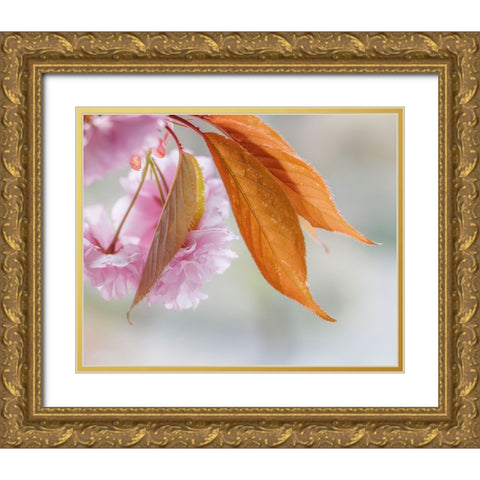 Pink Cherry Blossoms II Gold Ornate Wood Framed Art Print with Double Matting by Mahan, Kathy