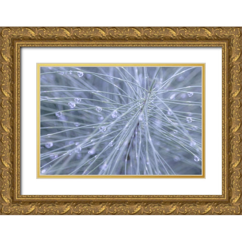 Horsetail II Gold Ornate Wood Framed Art Print with Double Matting by Mahan, Kathy