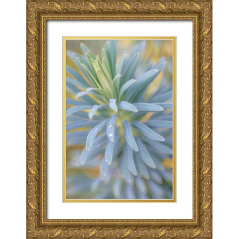 Euphorbia And Rain Drops I Gold Ornate Wood Framed Art Print with Double Matting by Mahan, Kathy