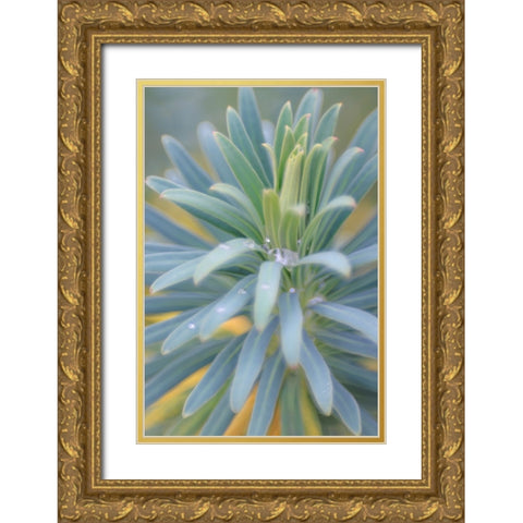 Euphorbia And Rain Drops II Gold Ornate Wood Framed Art Print with Double Matting by Mahan, Kathy