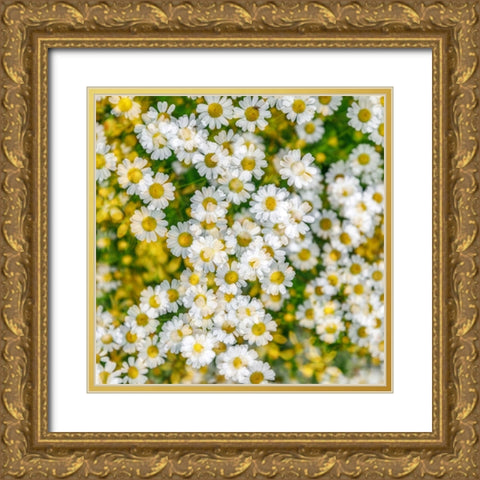 Fanciful Feverfew II Gold Ornate Wood Framed Art Print with Double Matting by Mahan, Kathy