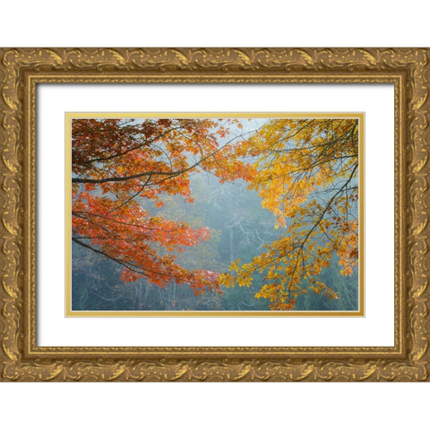 Oak Trees in Fall II Gold Ornate Wood Framed Art Print with Double Matting by Mahan, Kathy