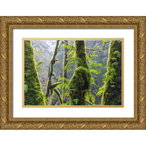 Licorice Ferns II Gold Ornate Wood Framed Art Print with Double Matting by Mahan, Kathy