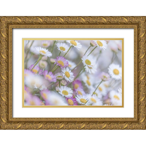 Santa Barbara Daisies I Gold Ornate Wood Framed Art Print with Double Matting by Mahan, Kathy
