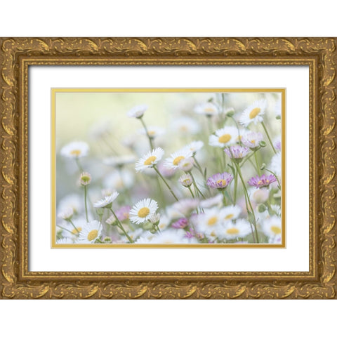 Santa Barbara Daisies II Gold Ornate Wood Framed Art Print with Double Matting by Mahan, Kathy