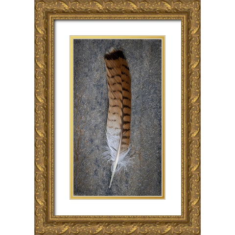 Feather Portrait III Gold Ornate Wood Framed Art Print with Double Matting by Mahan, Kathy