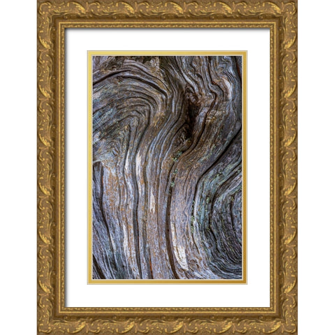 Gnarled Driftwood I Gold Ornate Wood Framed Art Print with Double Matting by Mahan, Kathy