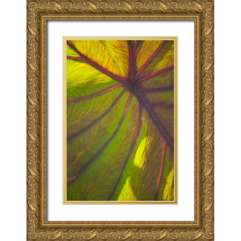 Sun in the Leaves II Gold Ornate Wood Framed Art Print with Double Matting by Millet, Karyn