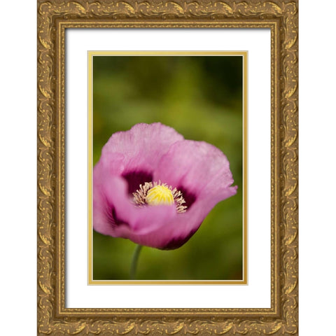 Purple Poppy I Gold Ornate Wood Framed Art Print with Double Matting by Millet, Karyn
