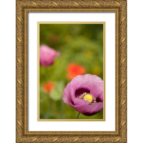 Purple Poppy II Gold Ornate Wood Framed Art Print with Double Matting by Millet, Karyn