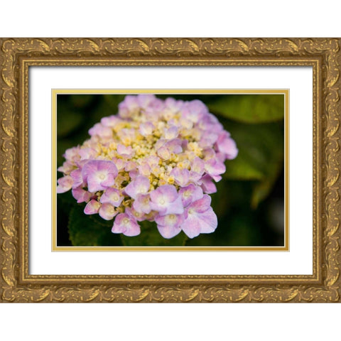 Hydrangeas I Gold Ornate Wood Framed Art Print with Double Matting by Millet, Karyn