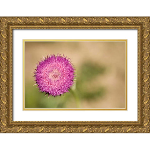 Macro Bloom II Gold Ornate Wood Framed Art Print with Double Matting by Millet, Karyn