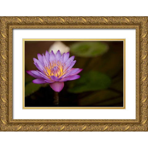 Macro Bloom VI Gold Ornate Wood Framed Art Print with Double Matting by Millet, Karyn