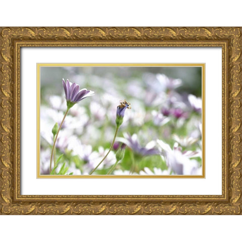 Field of Daisies I Gold Ornate Wood Framed Art Print with Double Matting by Millet, Karyn