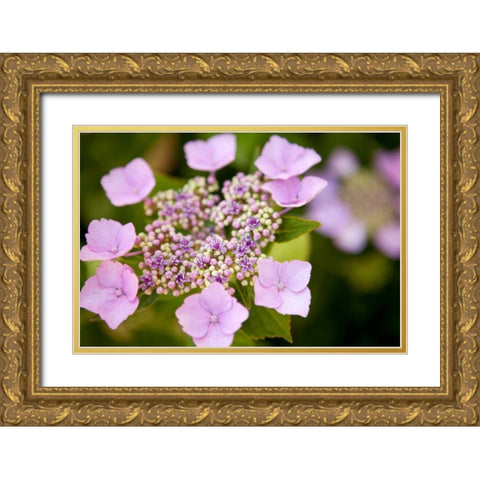 Pink bloom Gold Ornate Wood Framed Art Print with Double Matting by Millet, Karyn